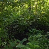 En friche